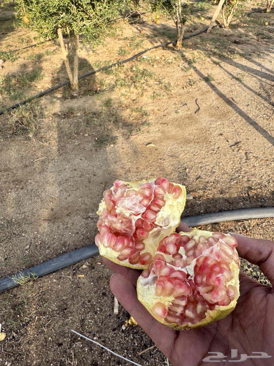 رمان الماوين طائفي للبيع64388162696706110