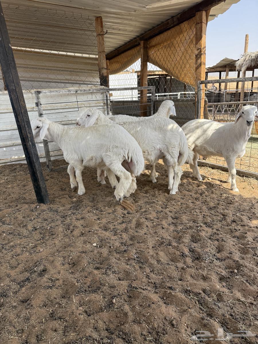 ذبايح حري للبيع64389750597379110