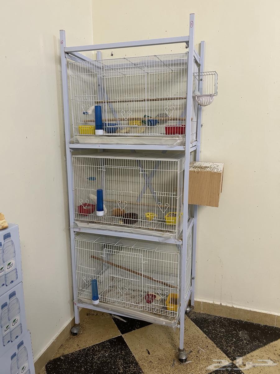 Stand 601 and production cages64390898053891110