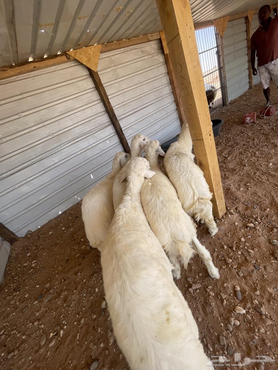 خرفان حري نظيف وطيب64381864459907112