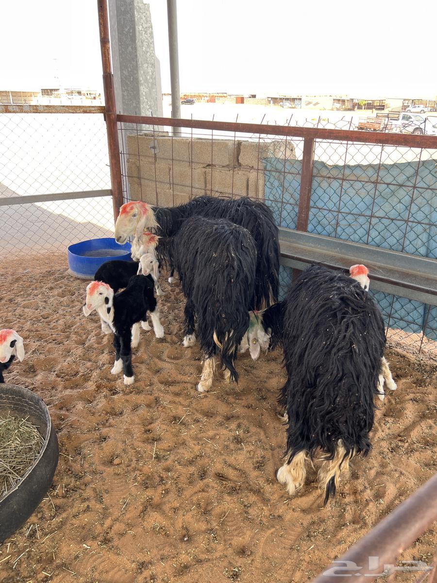 Najdi Sheep Al-Khulafat Twins64380183321474110