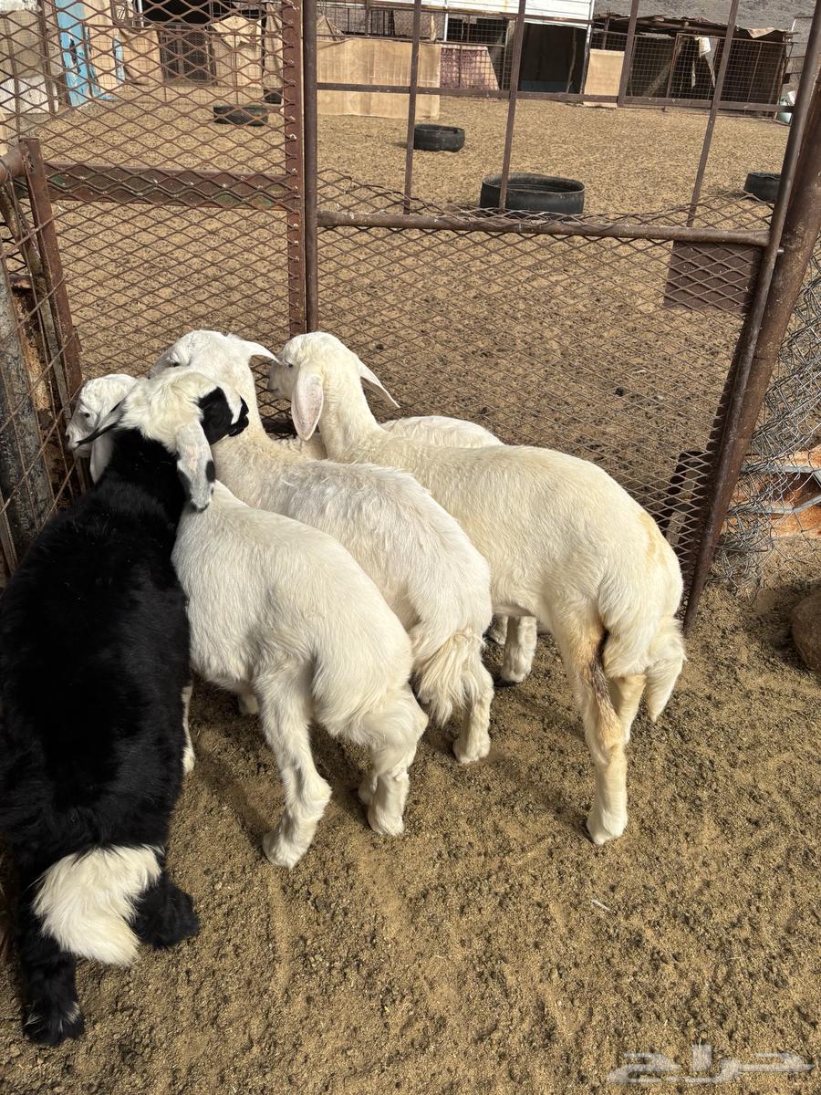 طليان للبيع64384148028162110