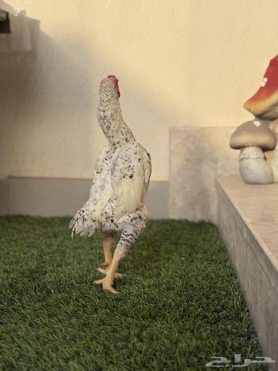 للبيع طقم كوشامو او فايتر الماني فاخر64379805187841112