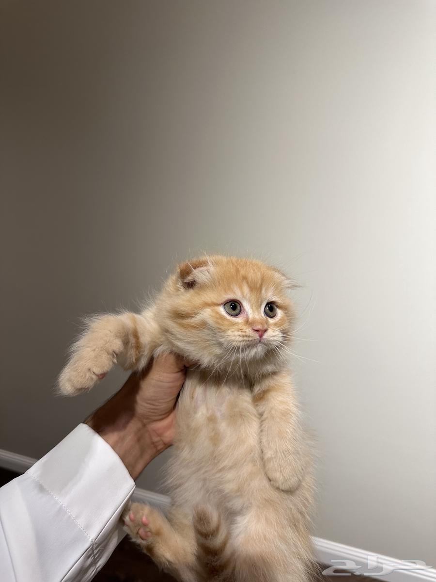 قطط كتن صغيرة فولد للبيع64379253482882113