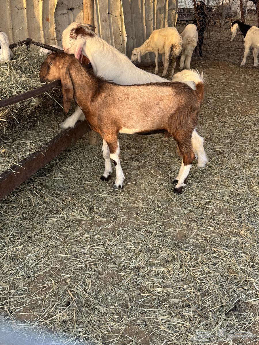 تيوس للبيع عدد 6 تيوس عمارها 5 شهور سمان وطيبه للبيع64387159556993110