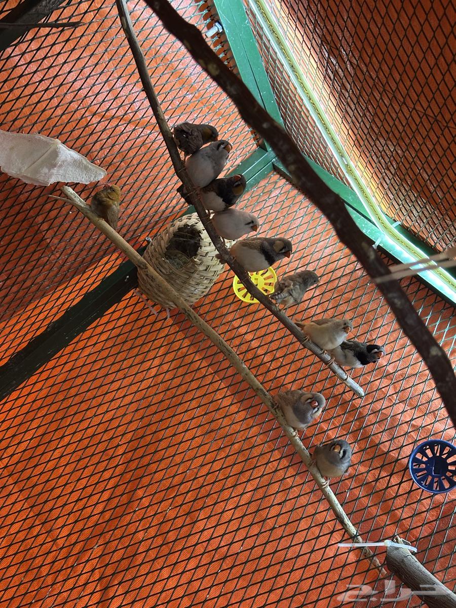 8 أزواج زيبرا. ( تم البيع )64391405168898111