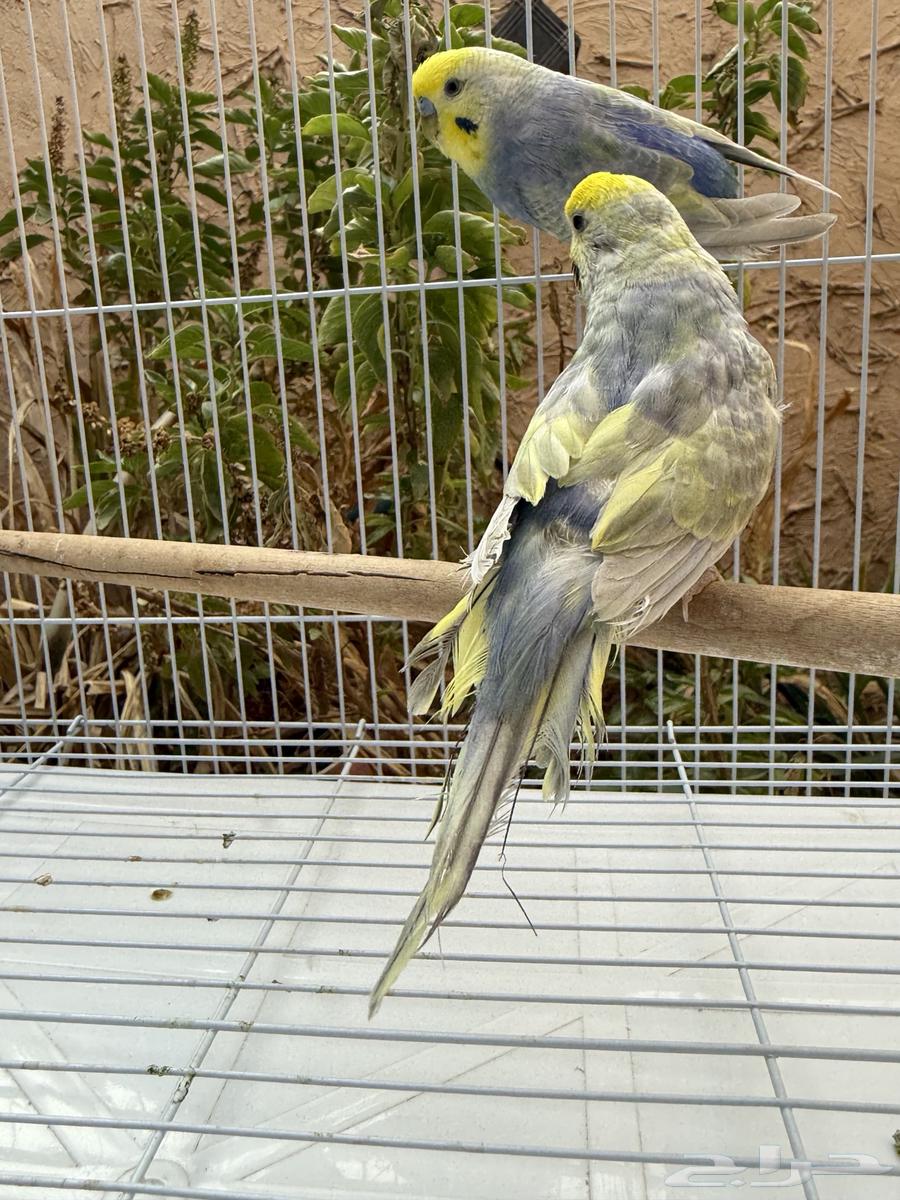 جوز بادجي ريمبو64387662713089112