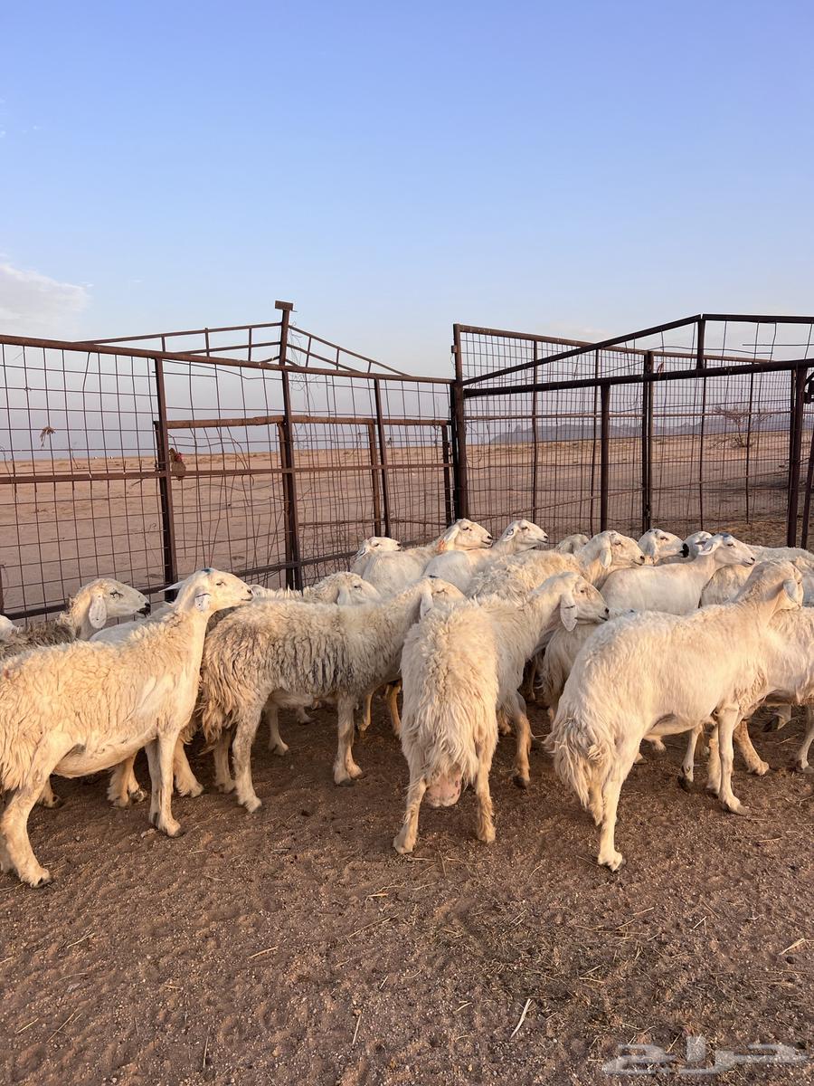 Harith Sheep64380434812289110