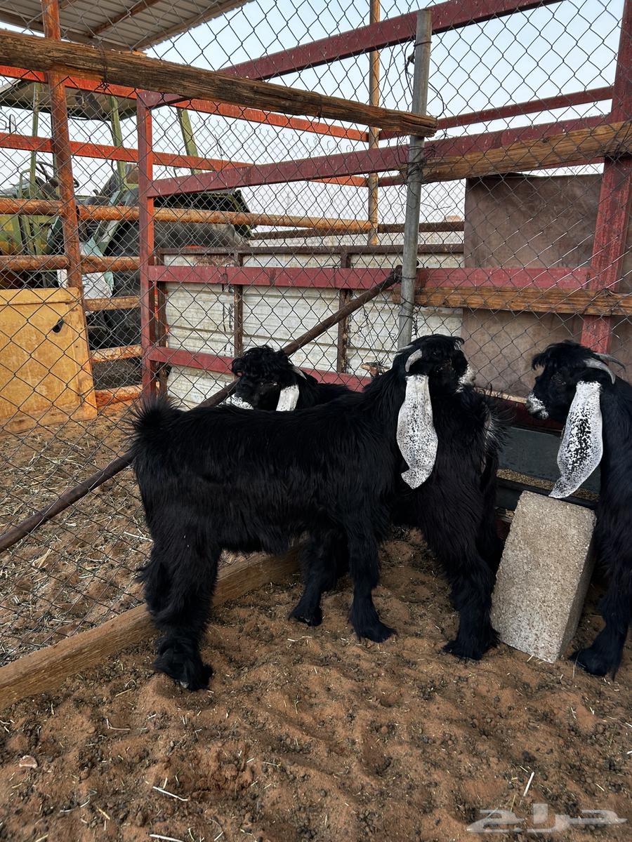 تيوس للبيع جمله او تفريد انتاج مراح64372023625089112