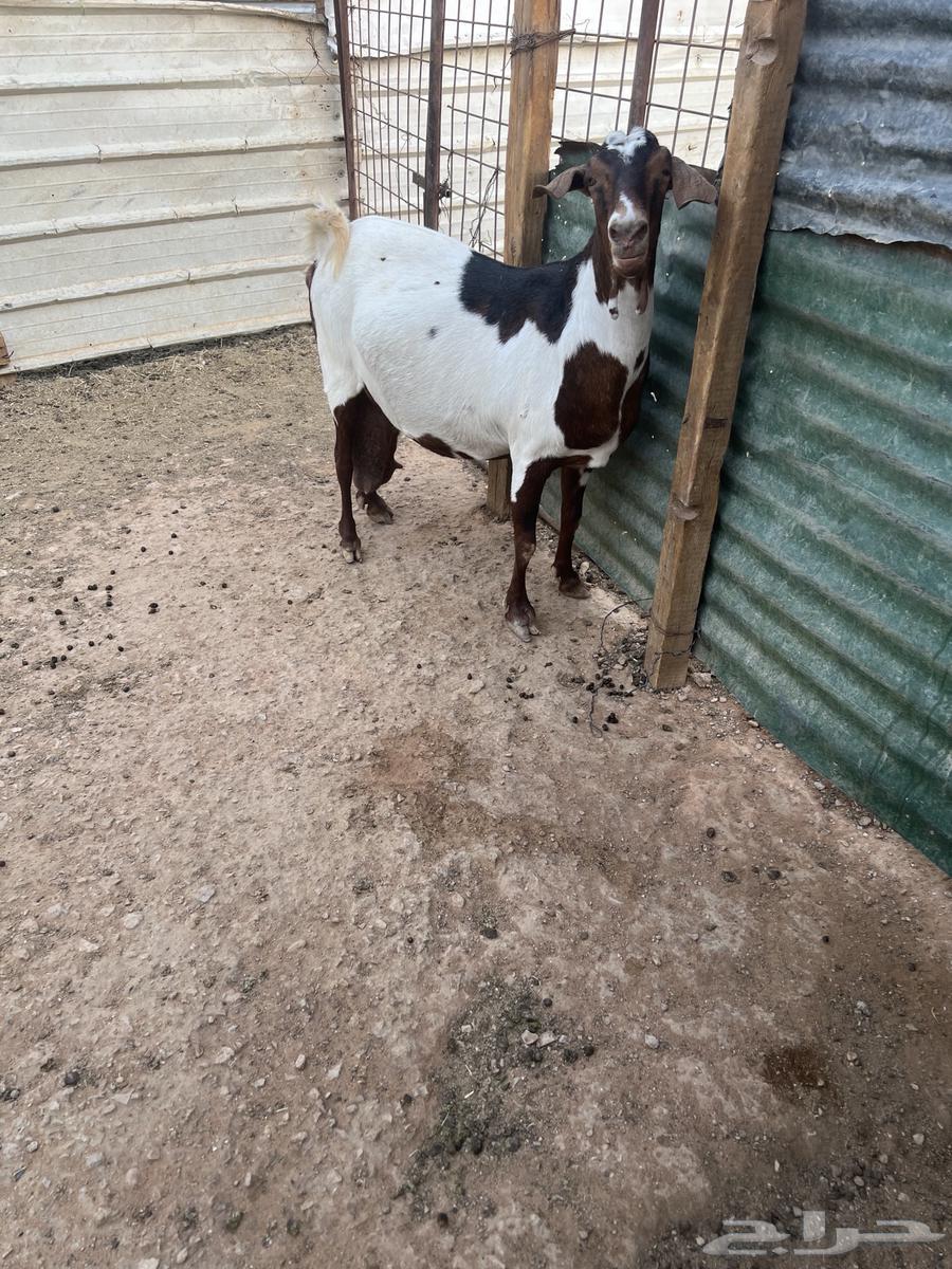 Dagor Namei and a crossbred goat on Bakharq Hasib64389252805123114