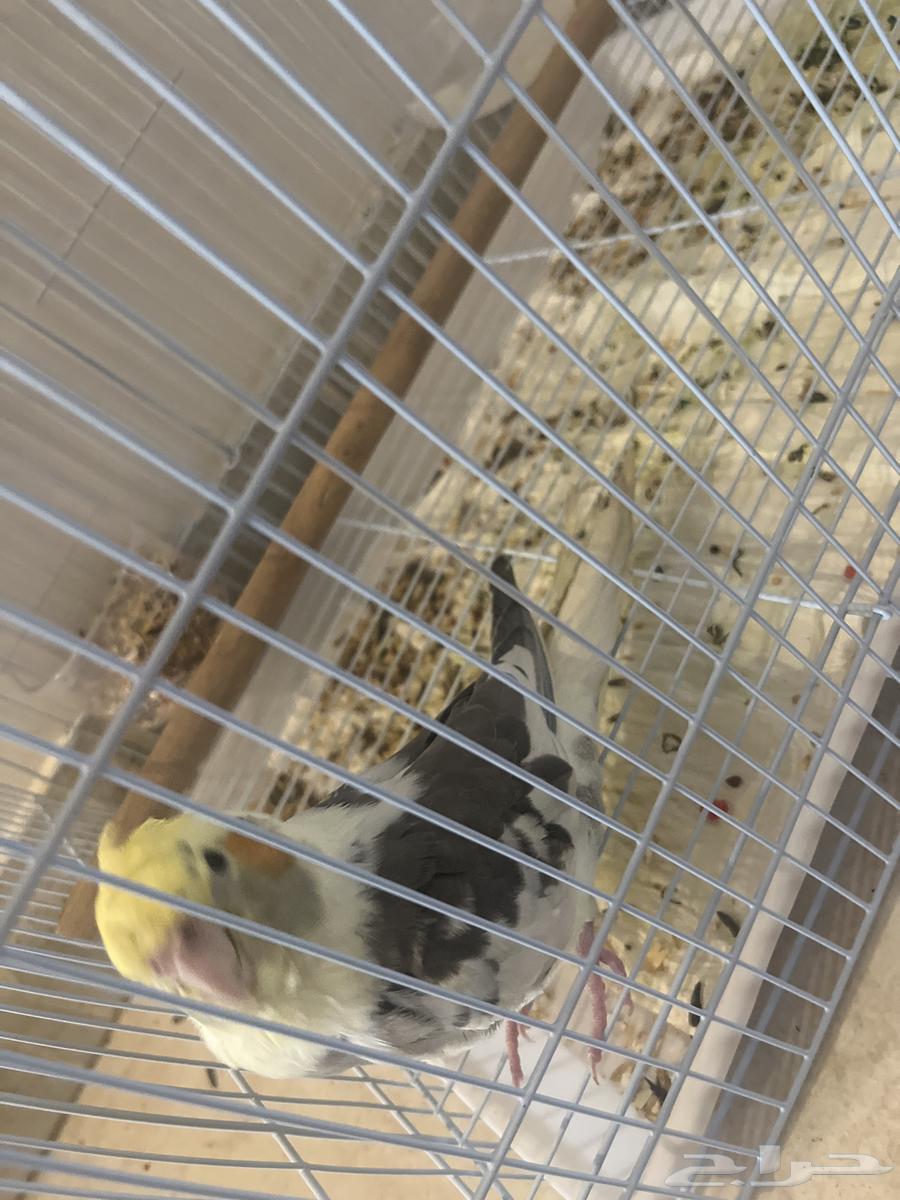 Crowan Bird64385494990977111