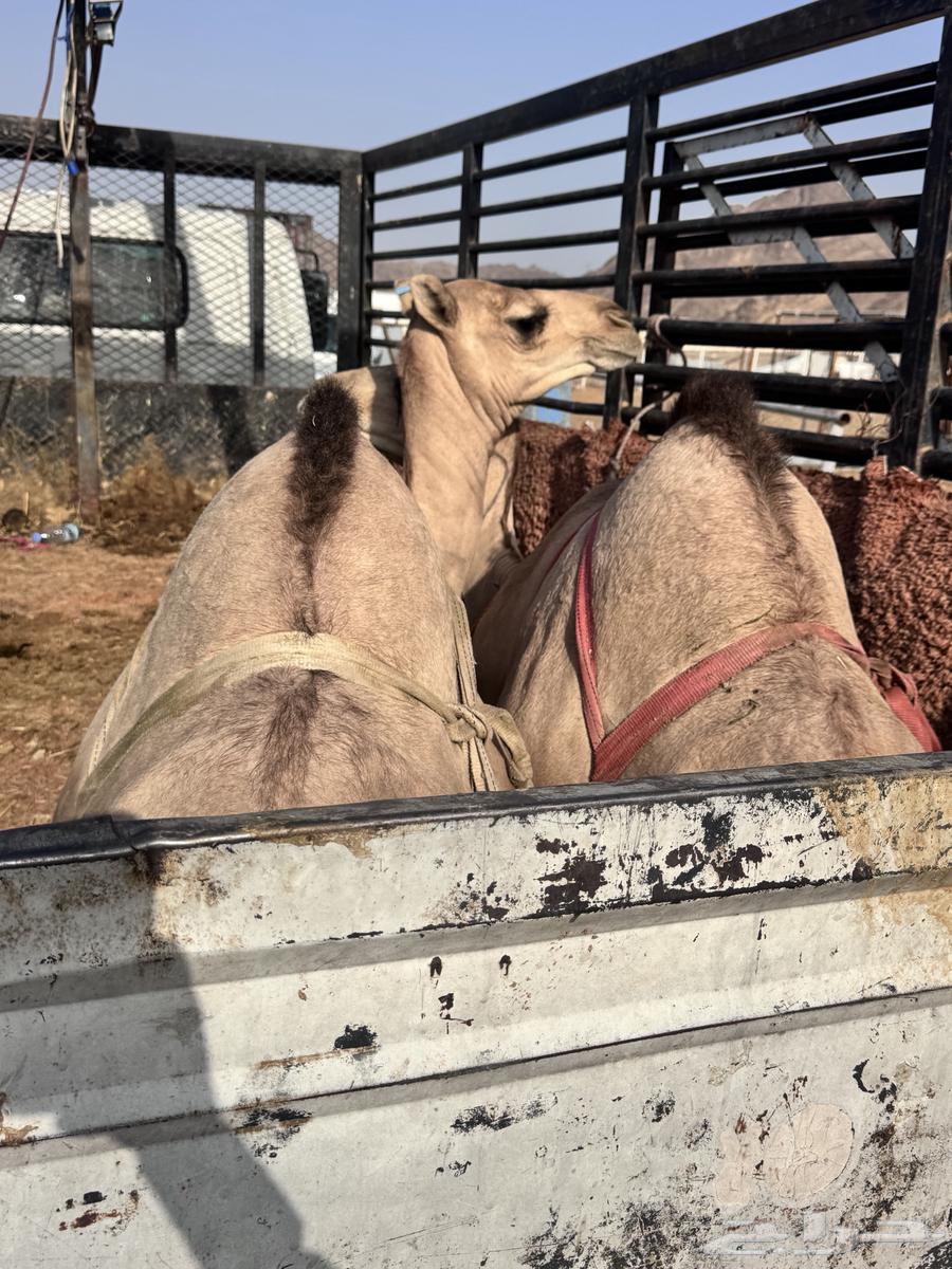 Local cushion is good and imported cushion is also good, delivery available64390291823235113