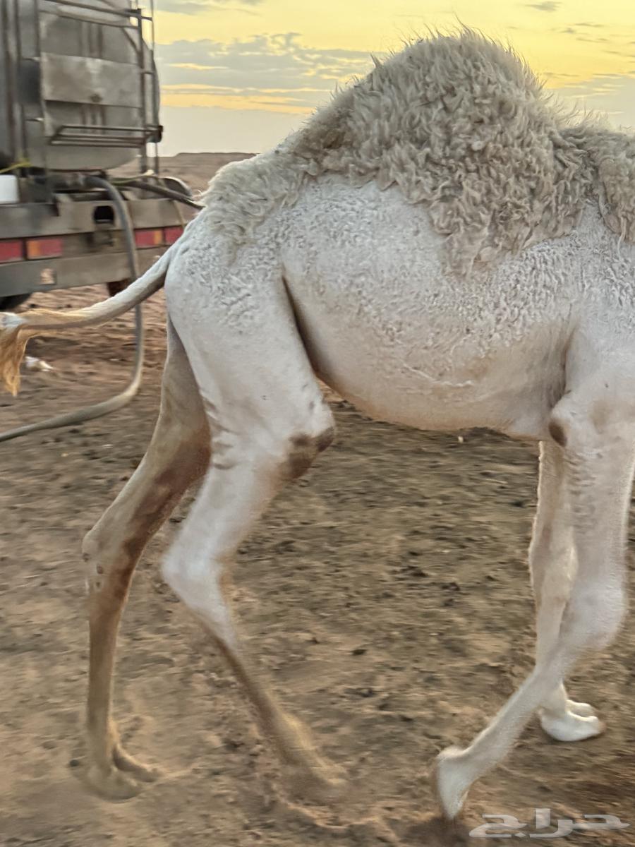 قعود طيب للبيع عمره 10 شهور64389392061953112