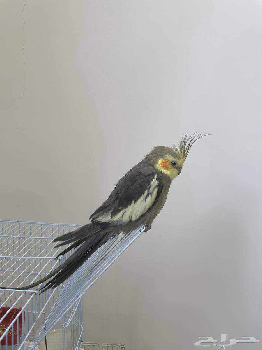 كروان كوكتيل ذكر اليف64381878494595113