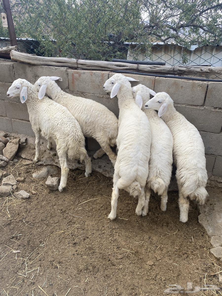 بهم حري للبيع64381989874691111