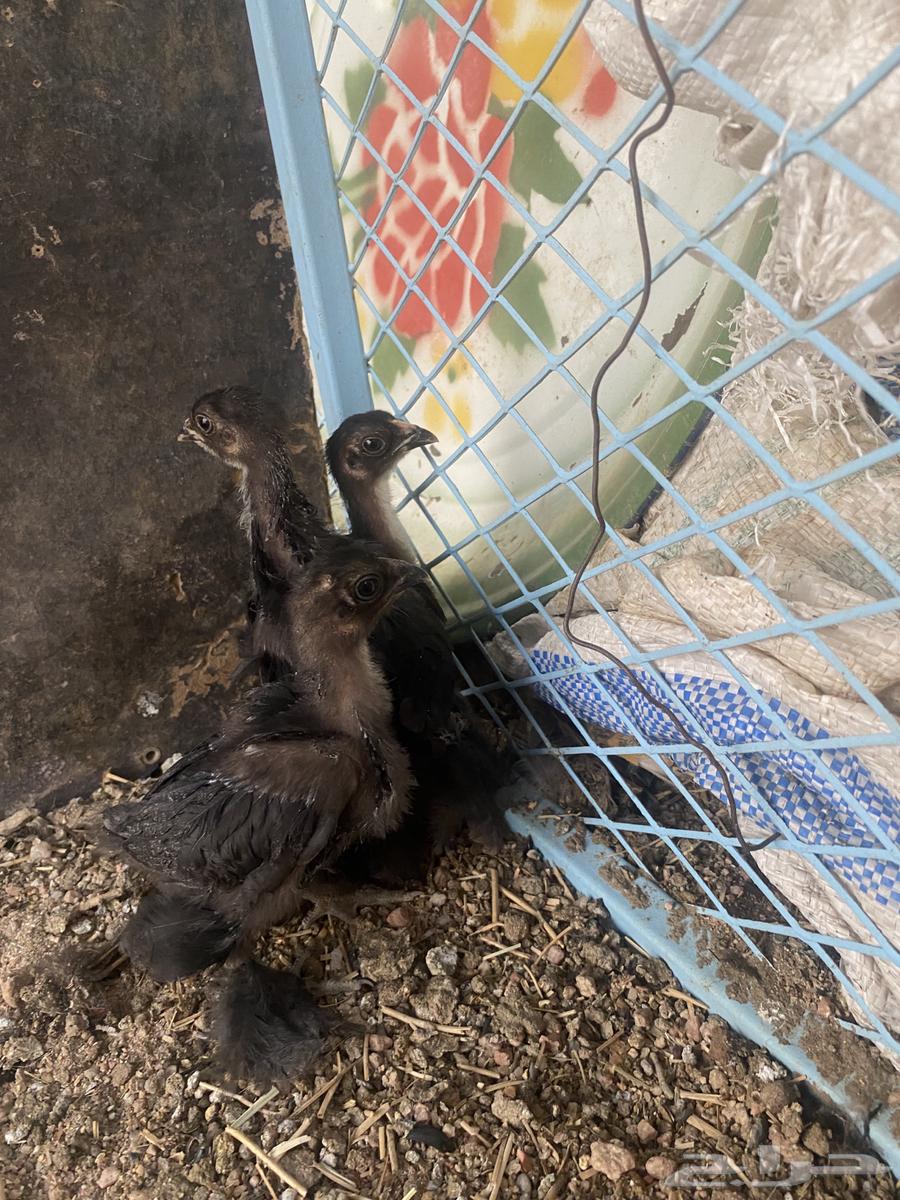 فروخ براهما64389667999617112