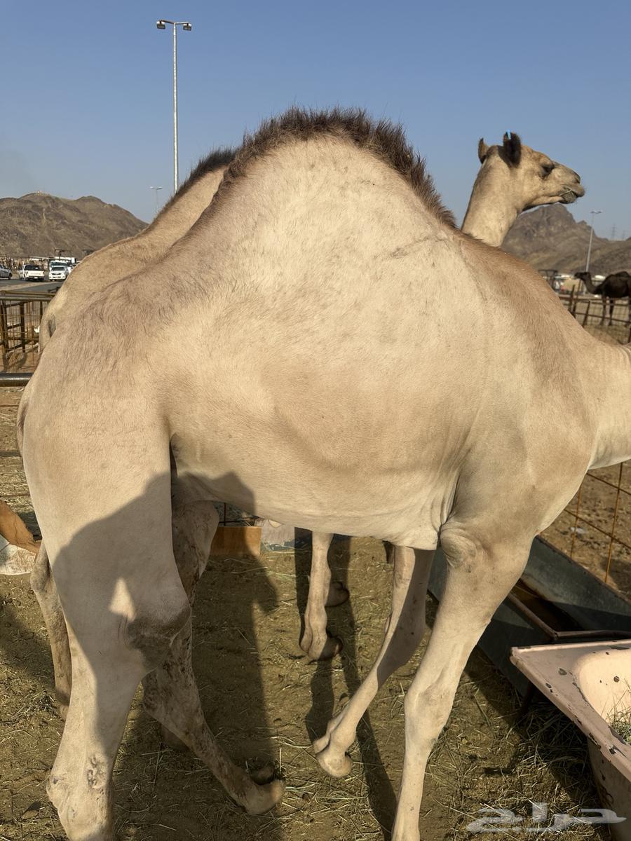 Quality sitting cushions for events and occasions64380183233027111