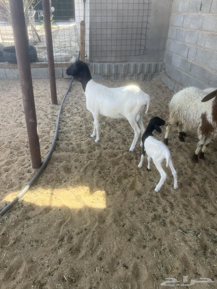 بربريه معها خروف64381287355267110