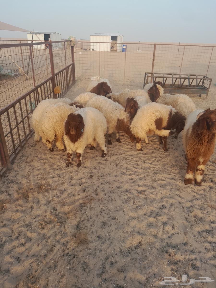 للبيع طليان ذبايح جمبة وتفريد الخرفان طيبة والعدد محدود64391865822083111