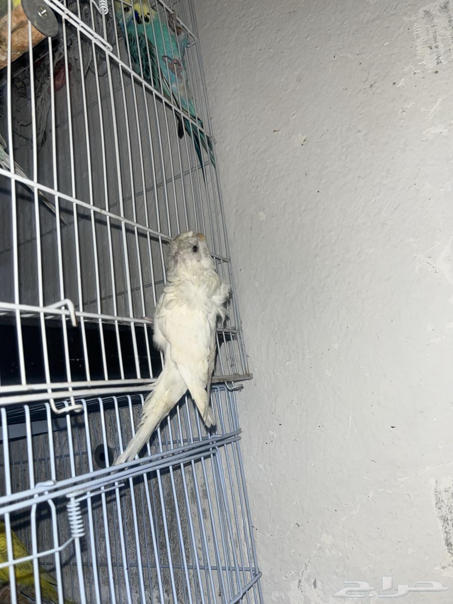 انثي بادجي هوقو64380652806657112