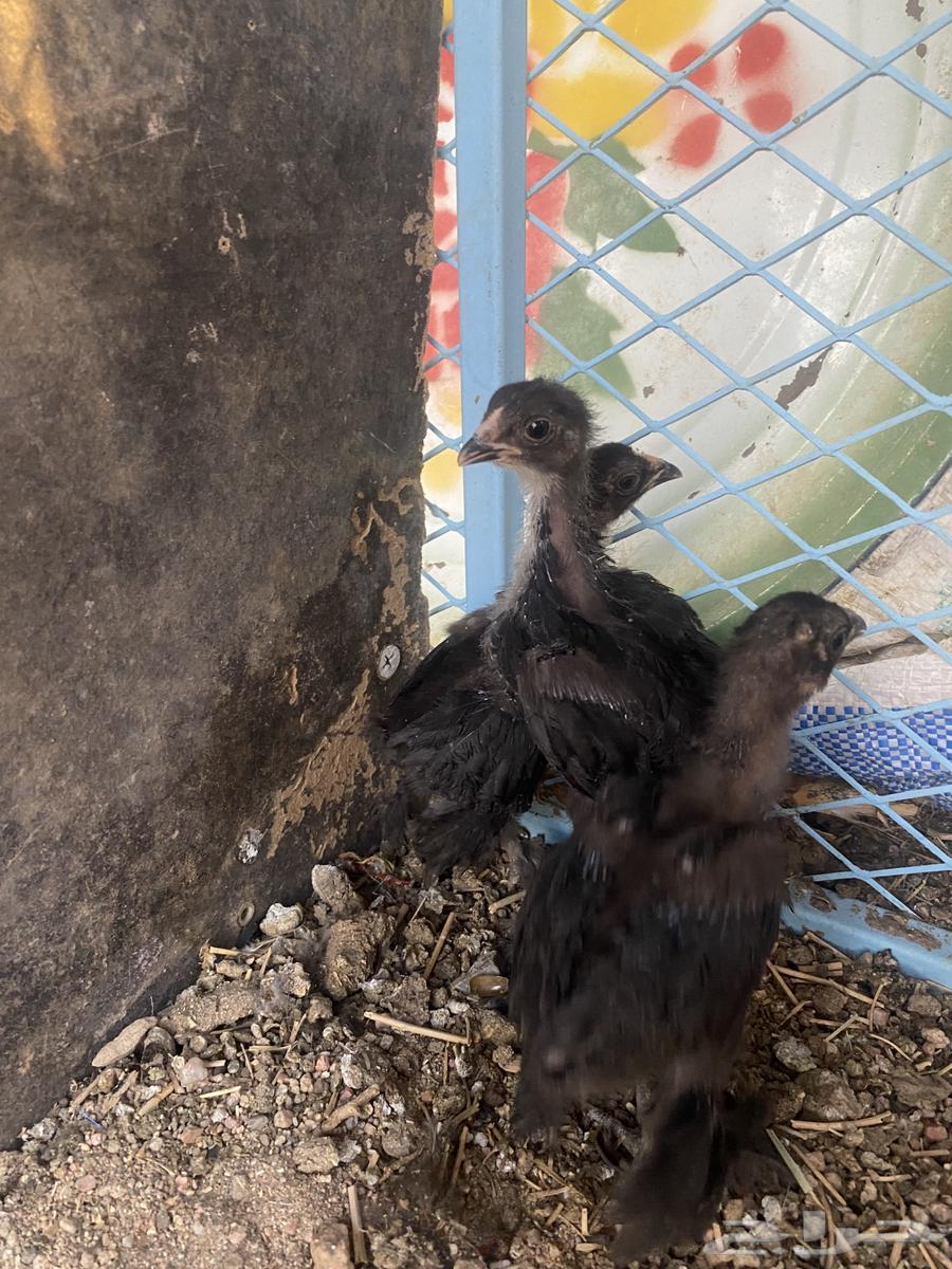 فروخ براهما64389667999617113