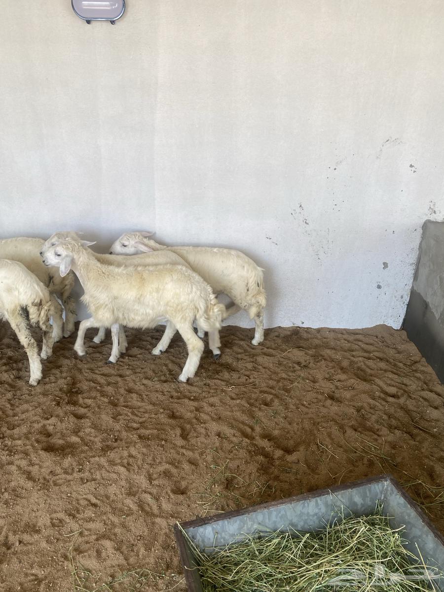 طليان صحه وشحم64382638088321112