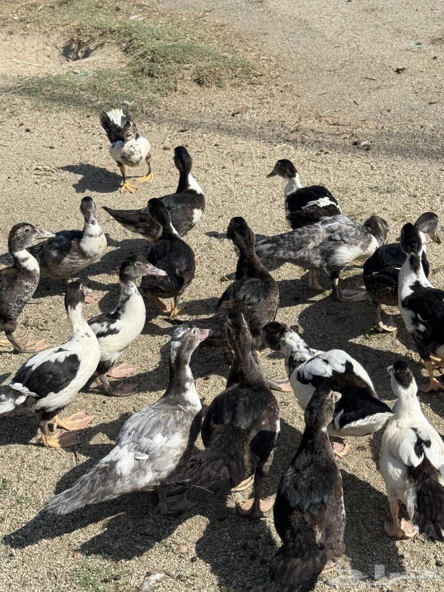 بط مصري ممتاز64381548260226111