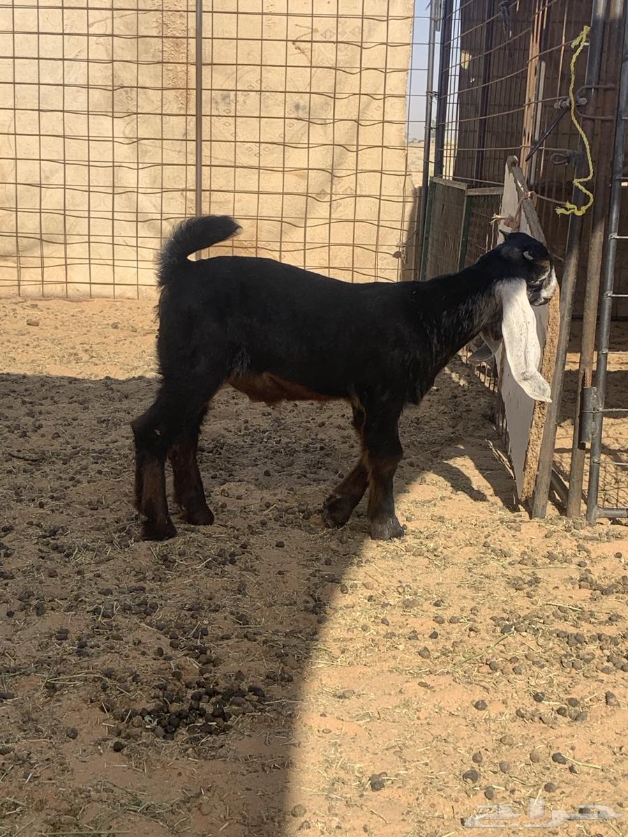 البدايع64380566013185112