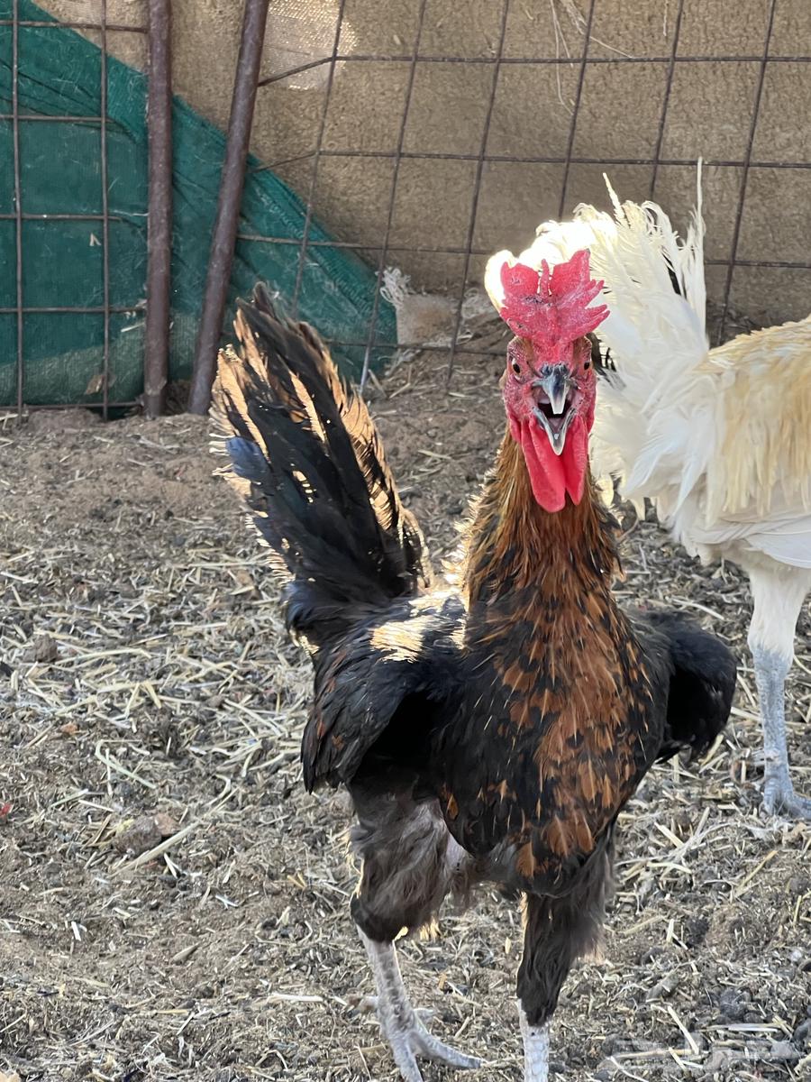 ديكة للبيع64389447178627114