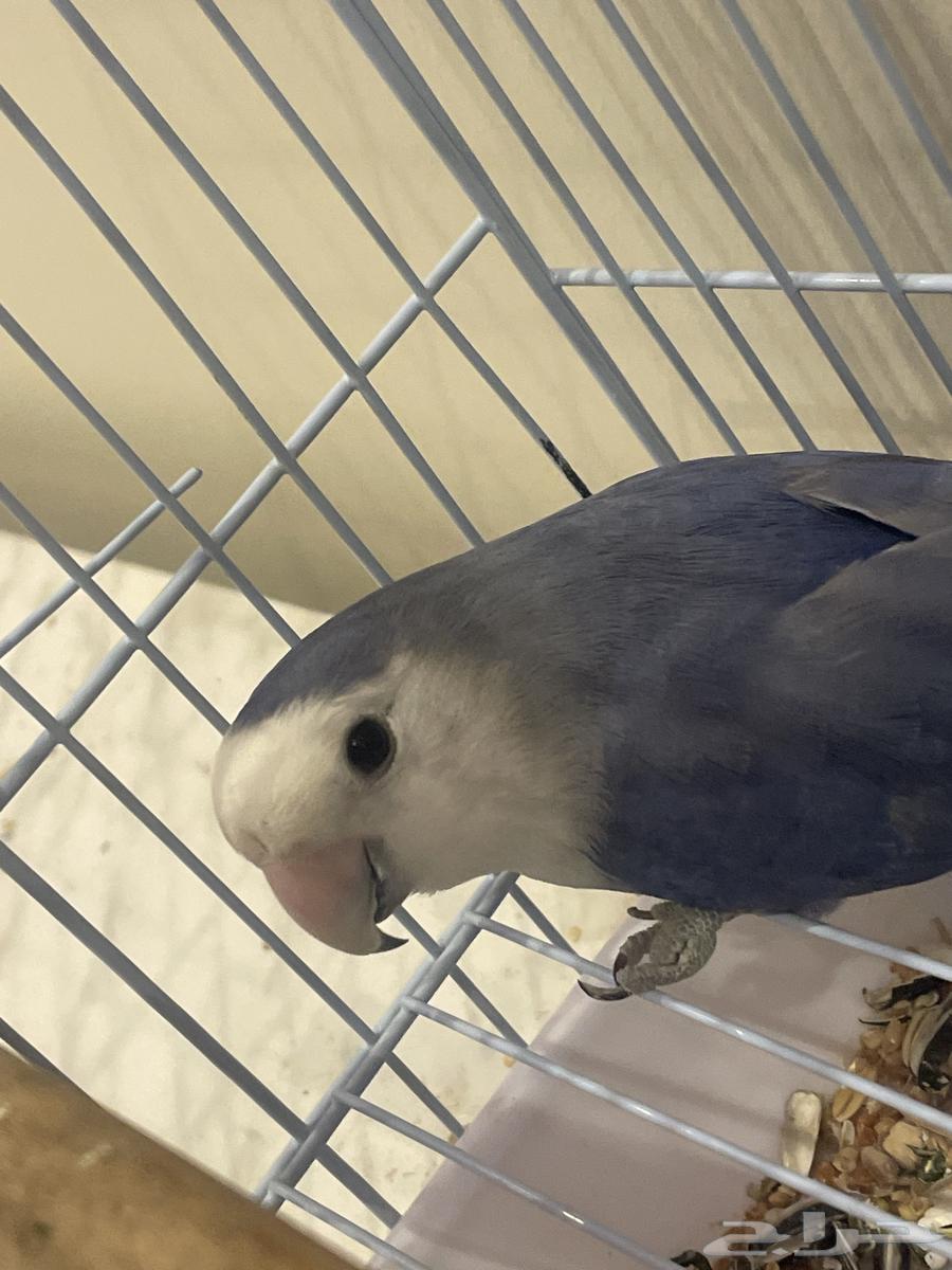 طير روز و بادجي64389764318210114