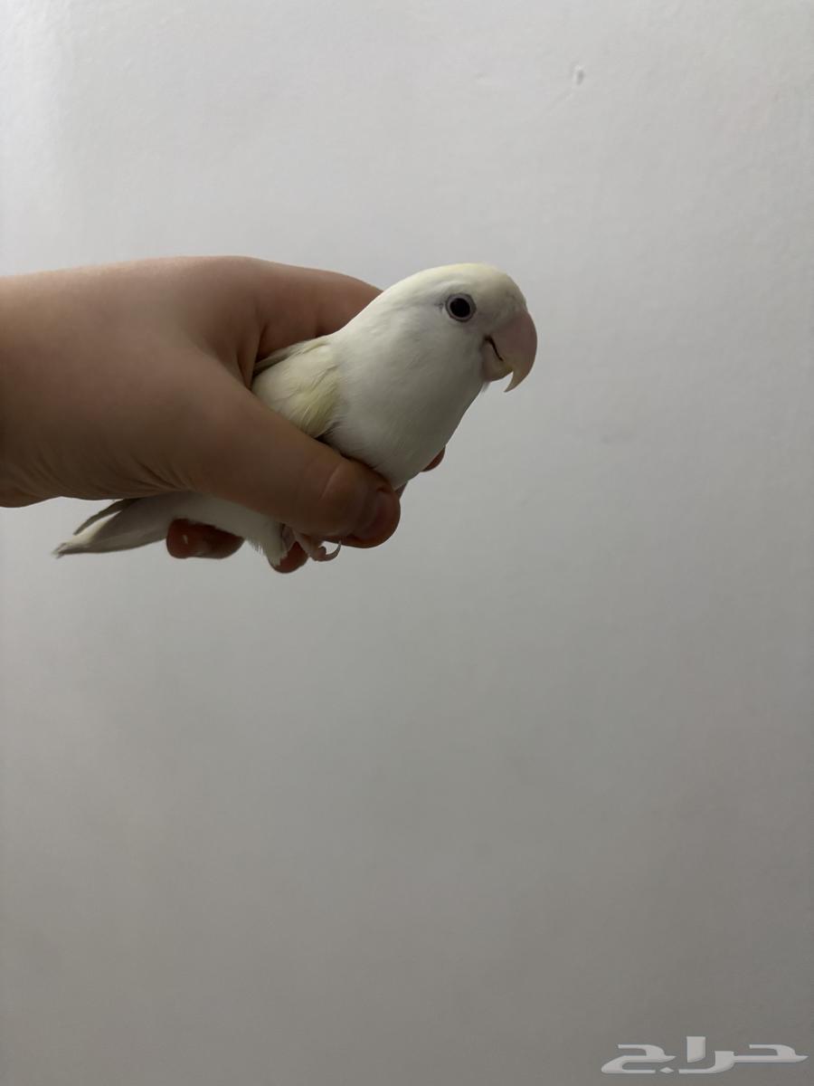 روز البينو أنثى هدد داخلي منتجه64392168926339114