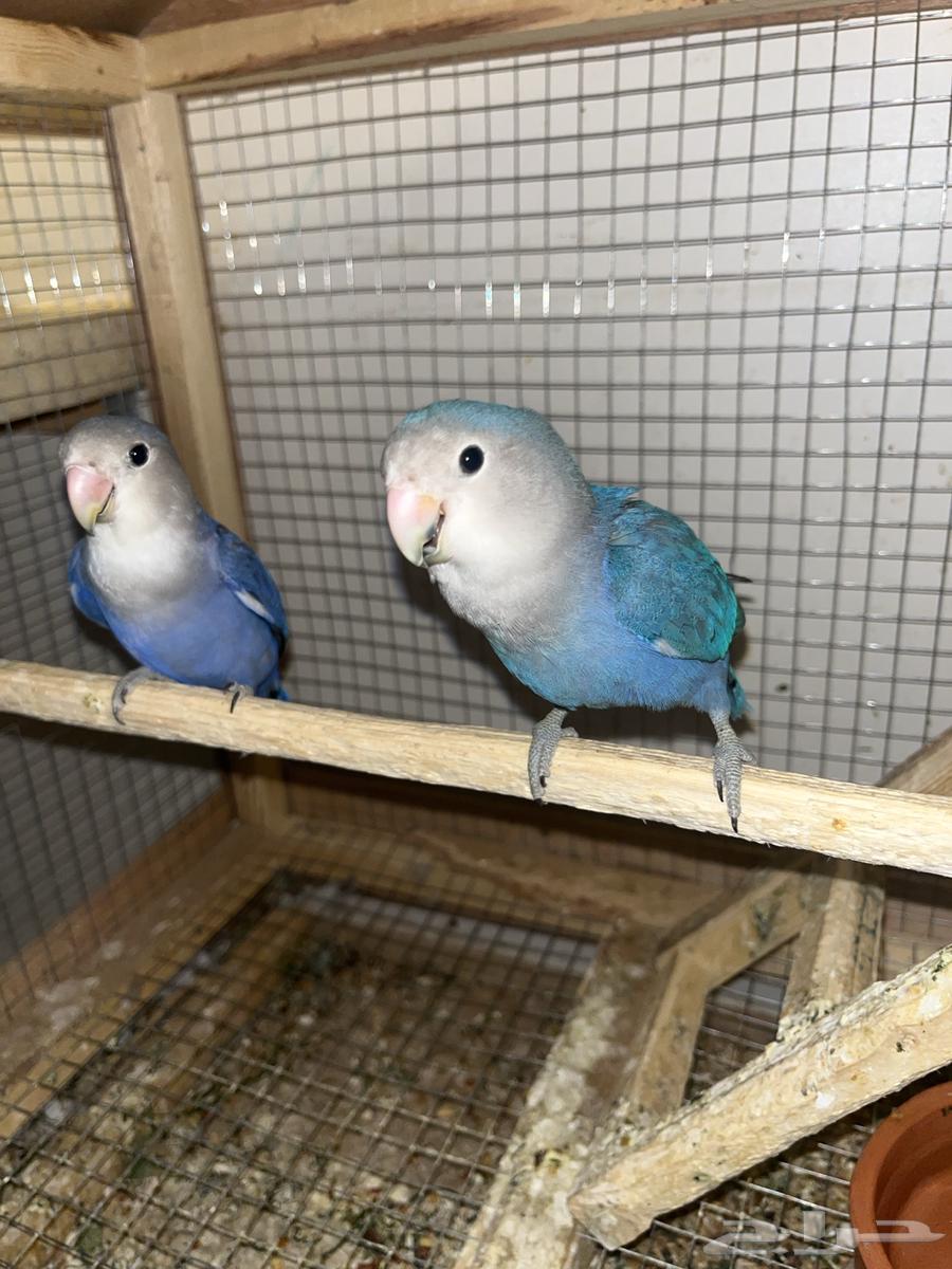 Bird of the Day64381864531586110