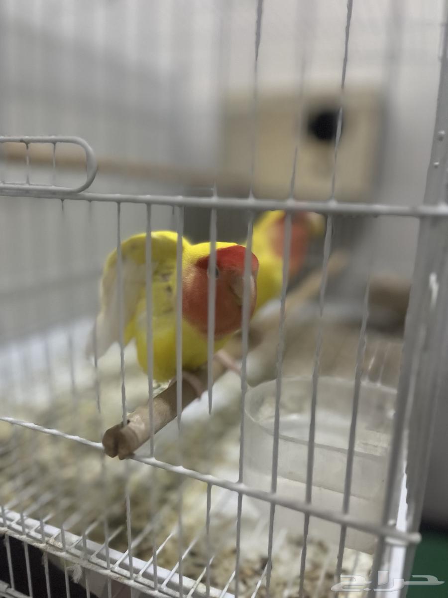 جوز روز لاتينو64386892080257112