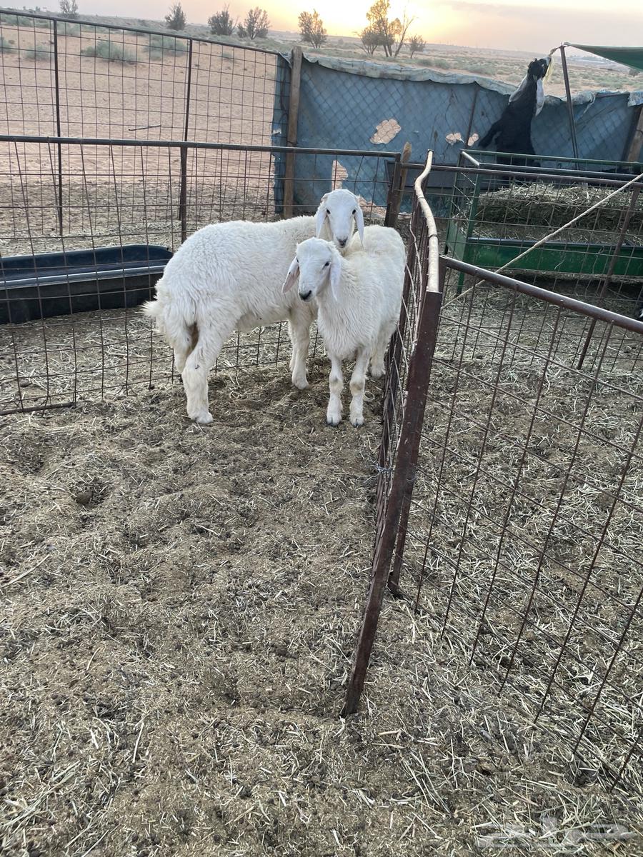 خرفان العدد 2 البيع جمله او تفريد64382459743362113