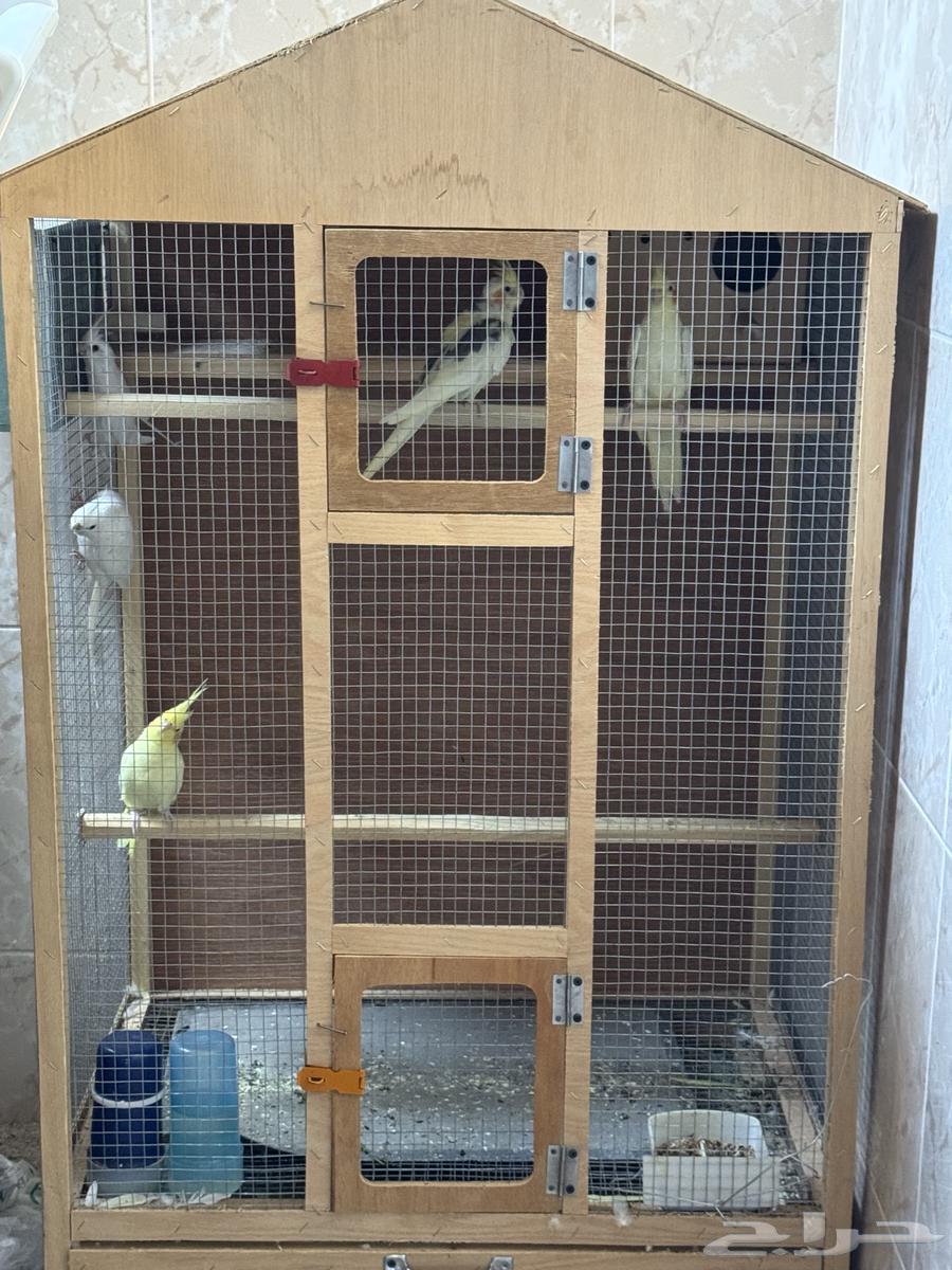 طيور كروان للبيع64382473756418111