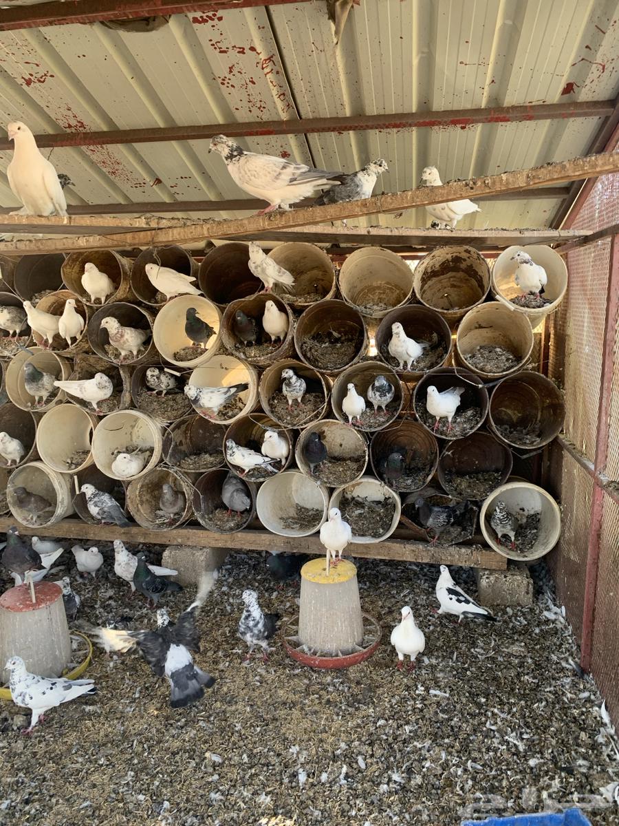 Problematic Pigeons64387801870851110