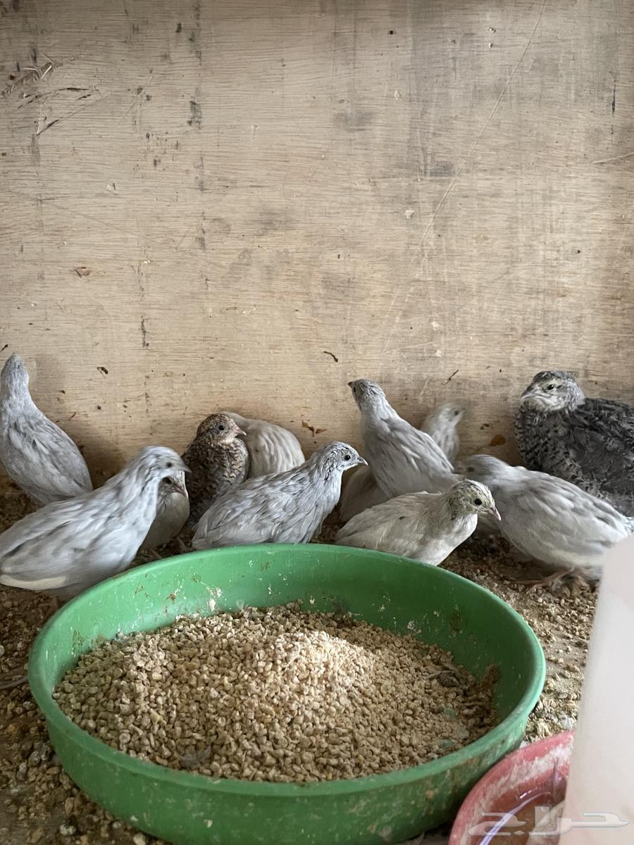 سمان صيني64384910815235110