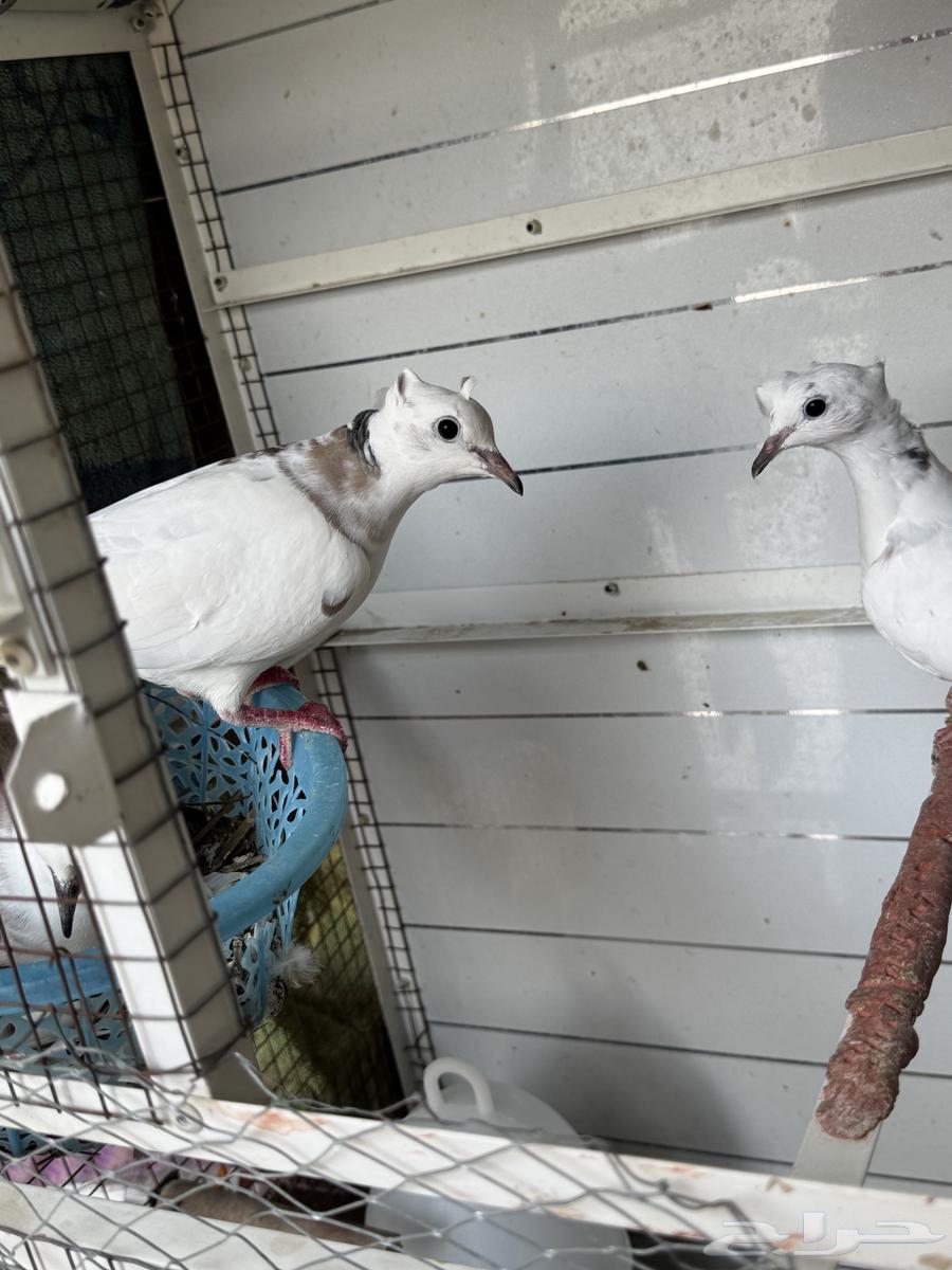 Yakrim date palm with its production64391522682754111