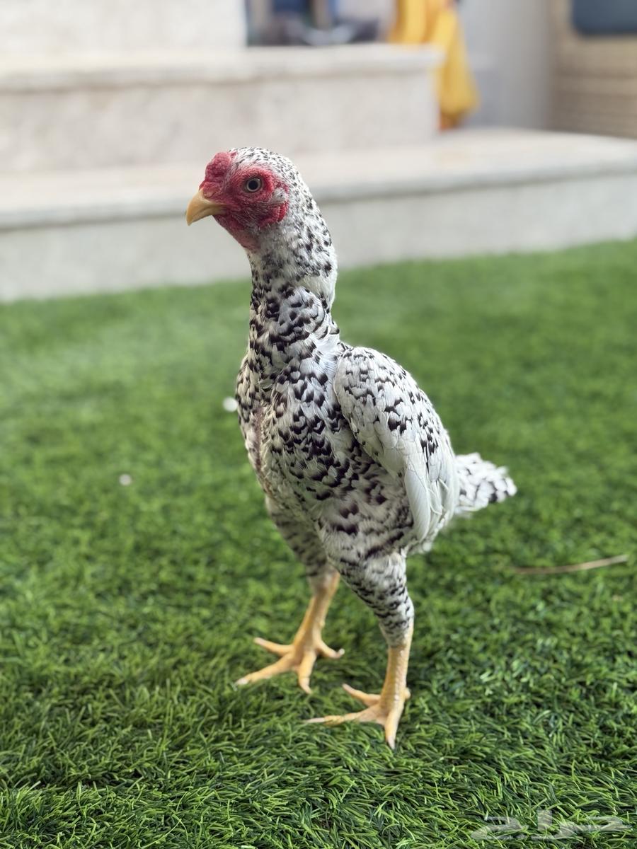 للبيع طقم كوشامو او فايتر الماني فاخر64379805187841114