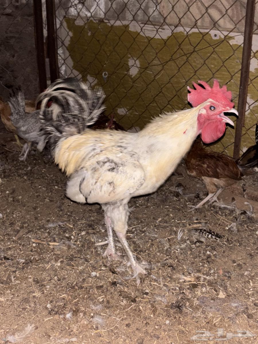 للبيع ديك العدد164389210995843110