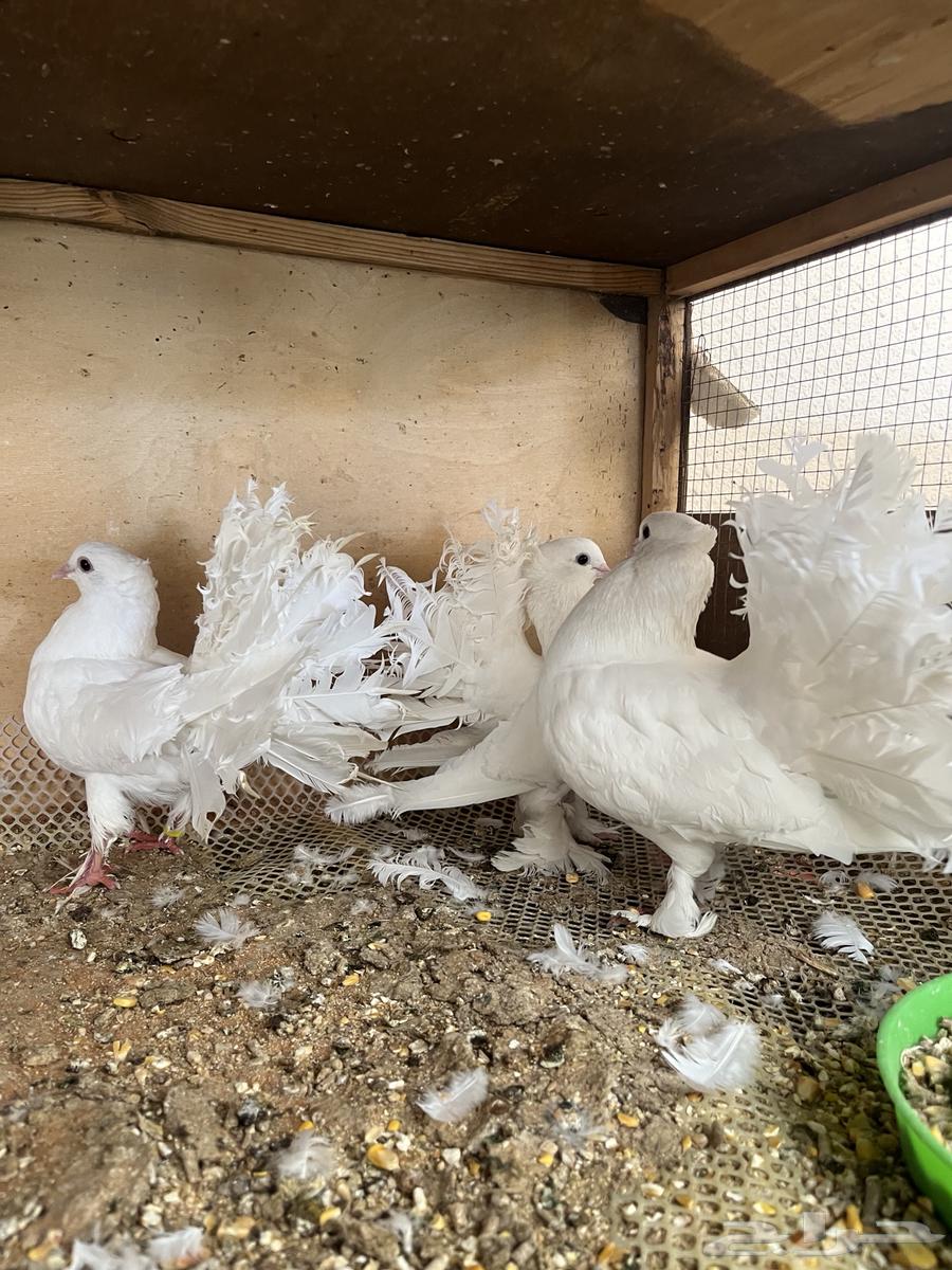 للبيع حمام رقاصي هندي الموقع محافظة الغاط64384410085762111