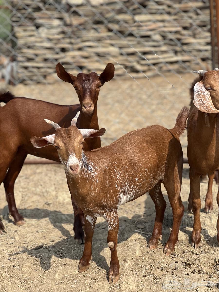 Jafar Dahim Dahim Establishment Marah64381013131778111