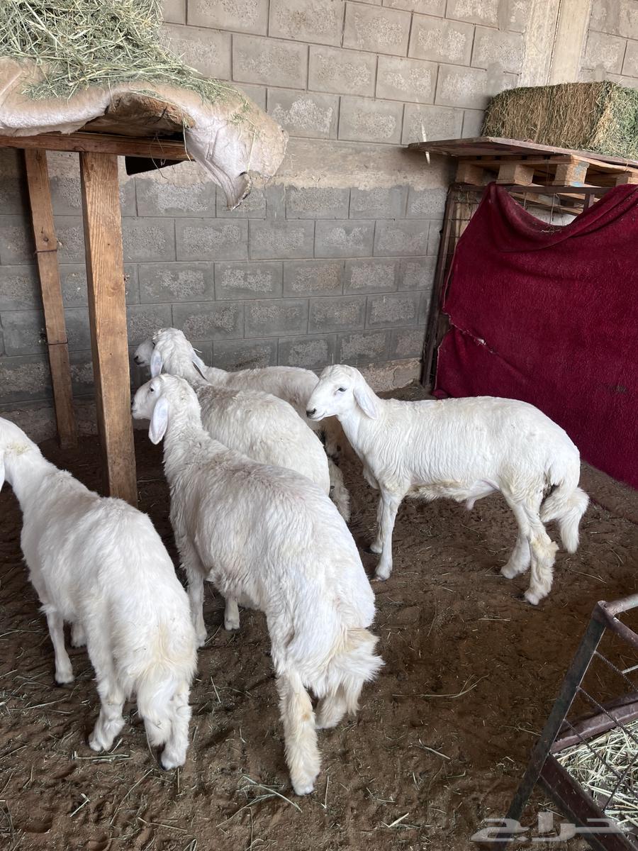 طليان حريات للبيع64381328456322110