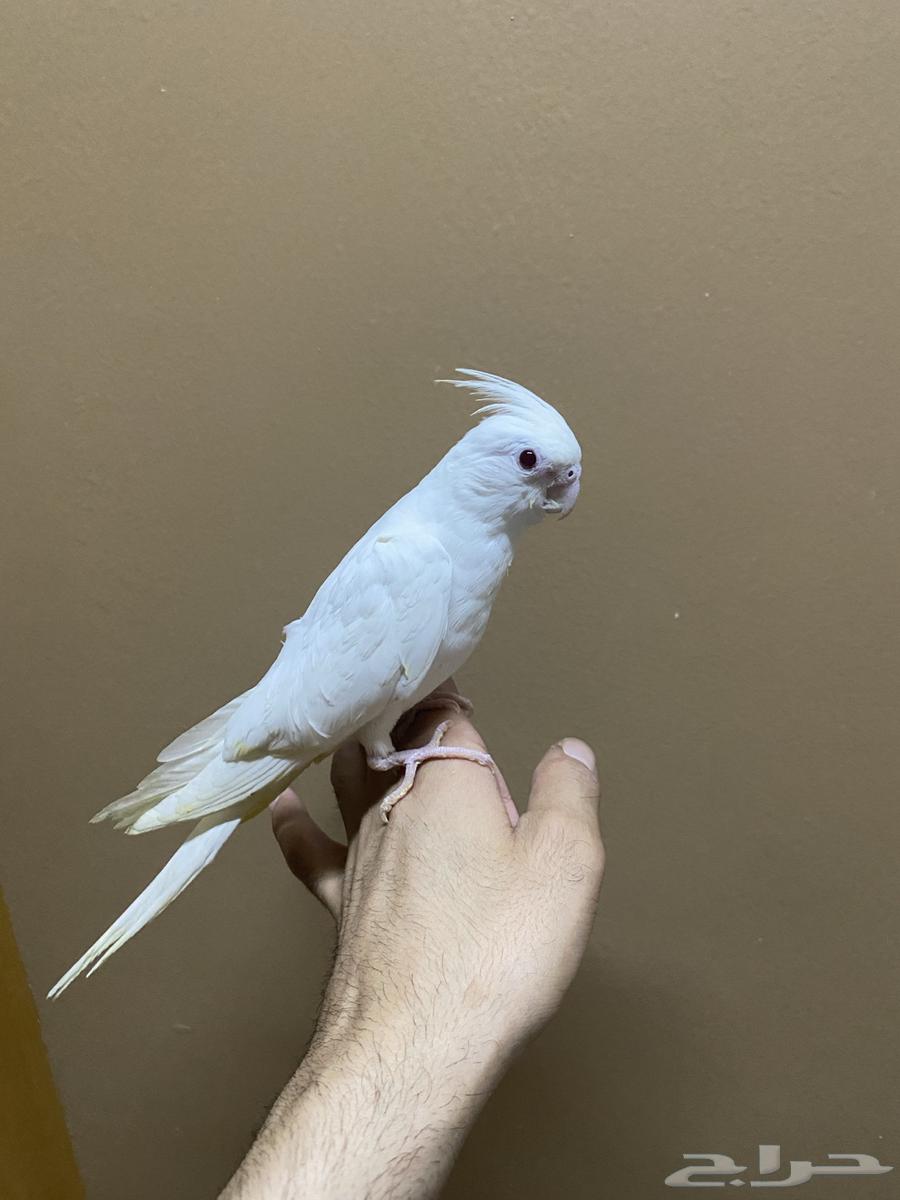 كروان البينو64381644093955110