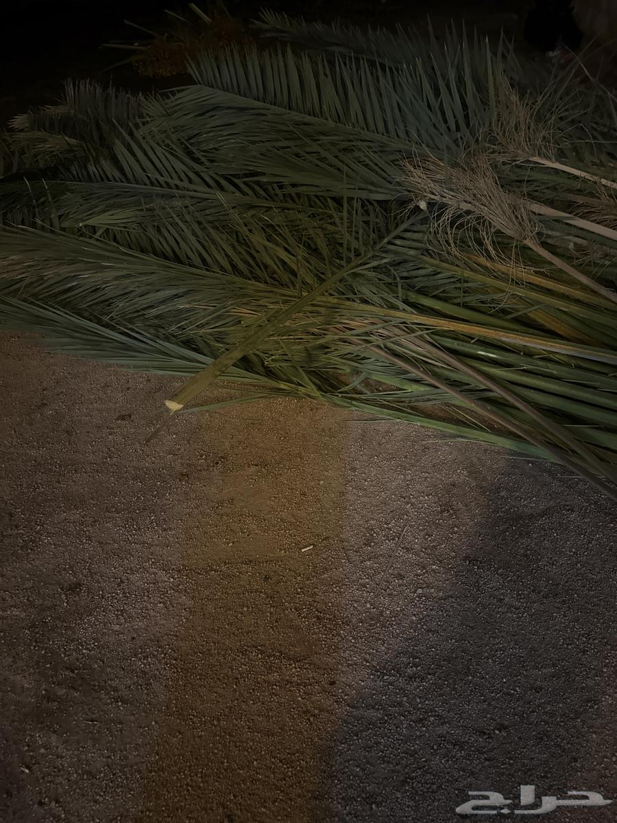 سعف نخل ( جريد للبيع )64379384823810110