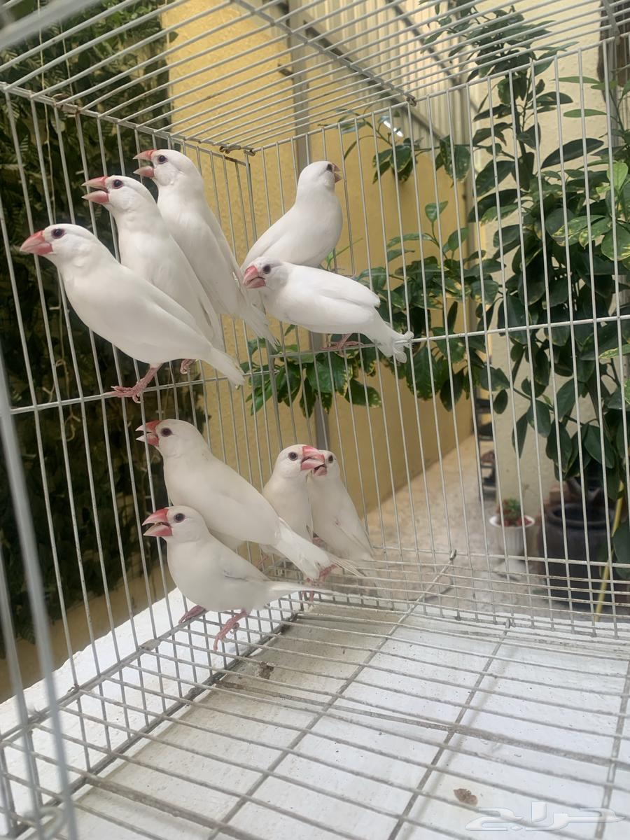 Java Finch White64383994984707111