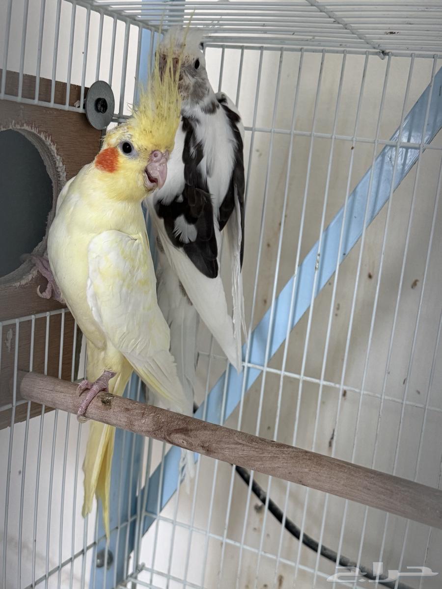 تم البيع64385383915394113