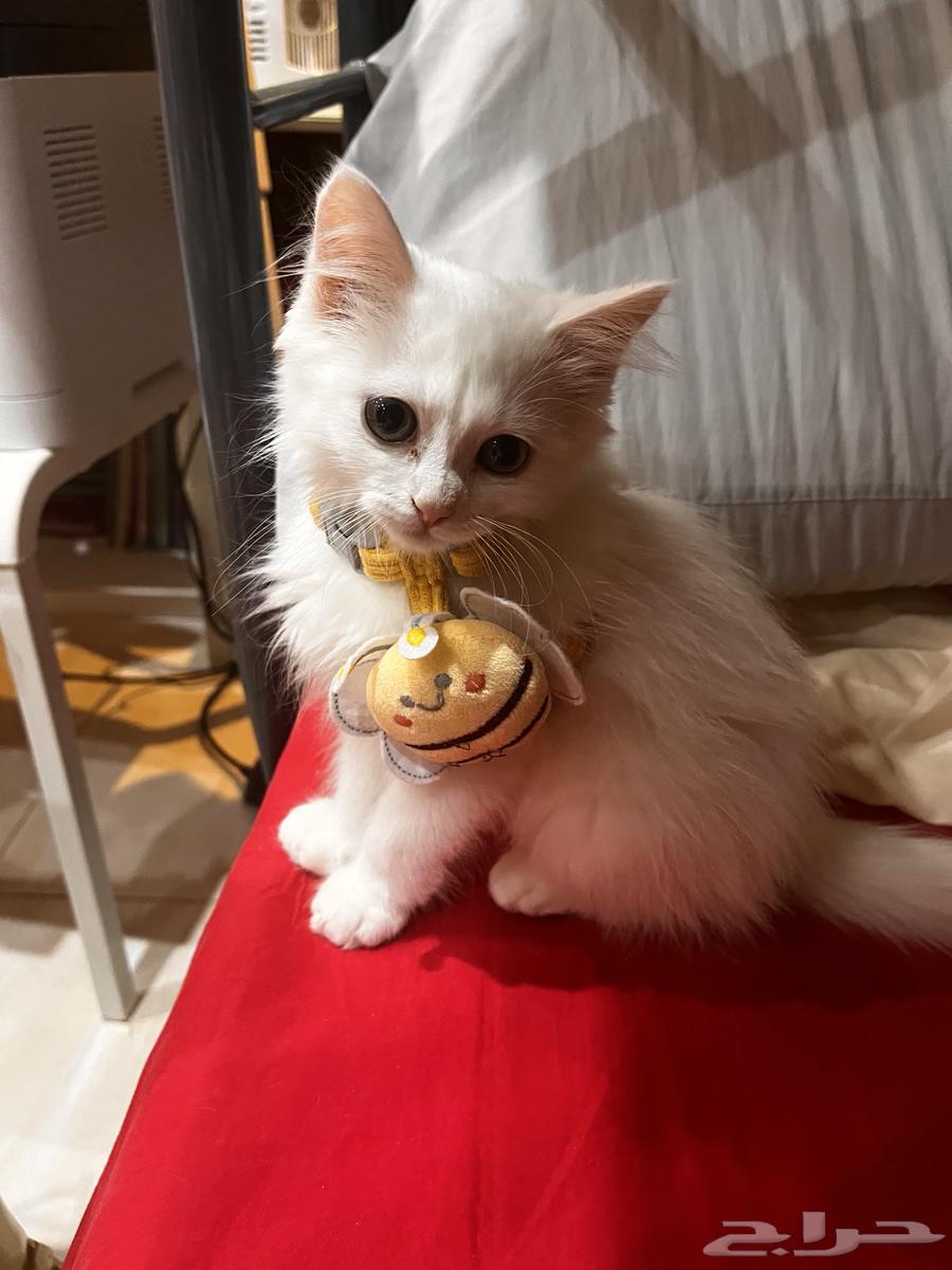 قط شيرازي صغير كتن للبيع64385705196930110
