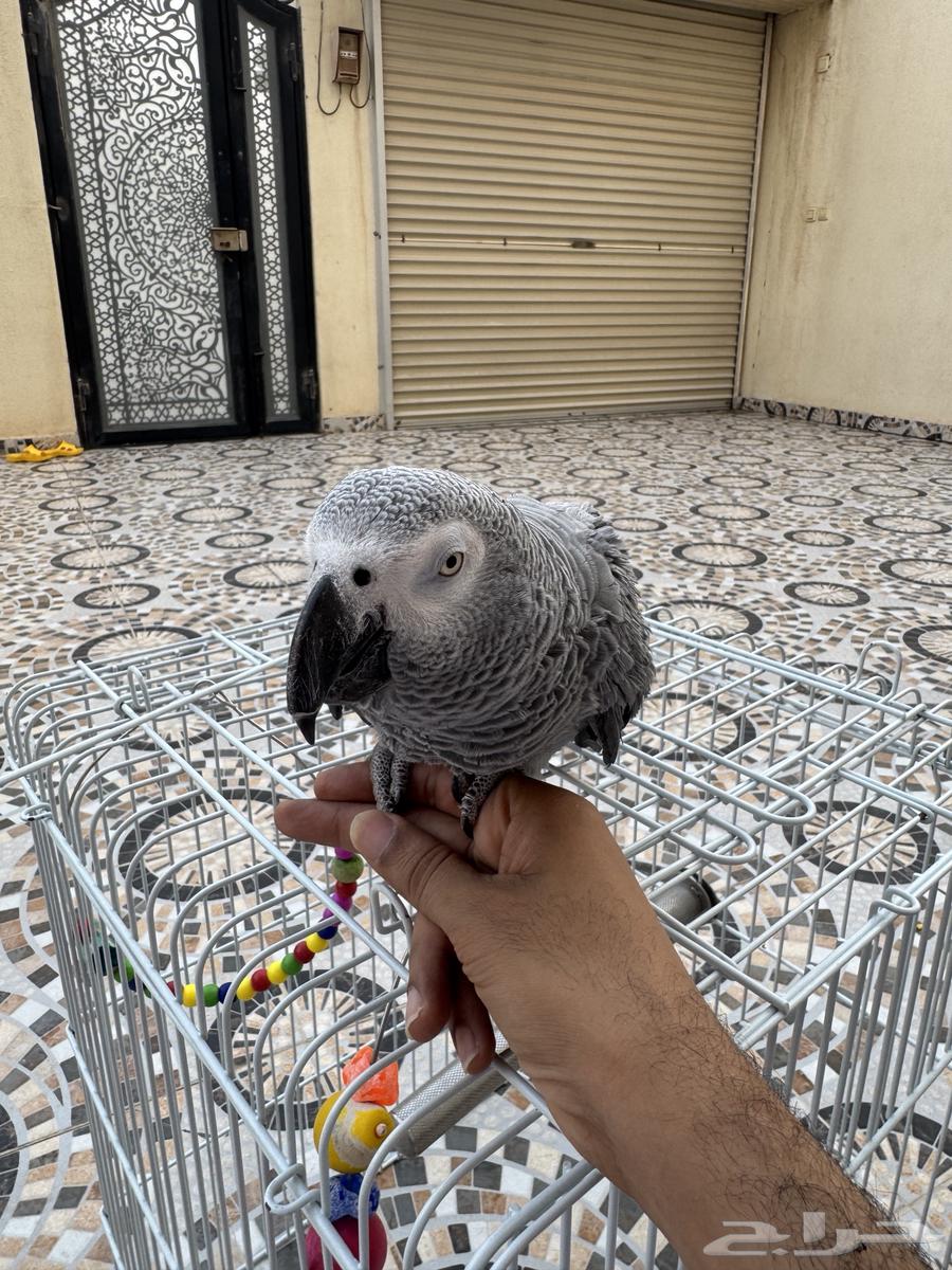 Alif Mutation Helmet64381328509058114