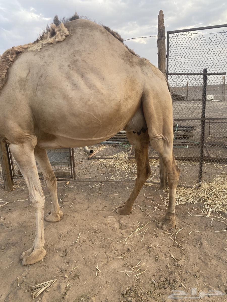 ناقه طيبه خفوت للبيع64389460742659113